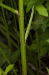Common nipplewort